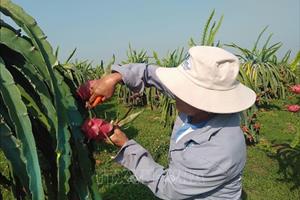Bình Thuận tăng diện tích vùng trồng thanh long theo tiêu chuẩn VietGAP