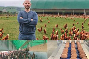 Người New Zealand đổ xô nuôi gà vì giá trứng tăng vọt