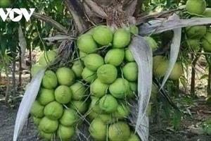 Trái dừa tươi rớt giá