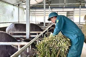 Lai Châu đẩy mạnh phát triển chăn nuôi đại gia súc