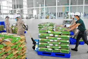 Vì sao giá gạo Việt Nam tăng từng ngày?