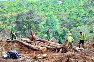 Tình trạng phá rừng diễn biến phức tạp sau Tết