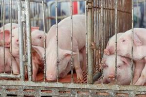 Trung Quốc lại chuẩn bị thu mua dự trữ thịt lợn do giá thấp