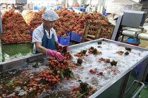Đề nghị Ấn Độ mở cửa thị trường với nông sản, trái cây tươi của VN