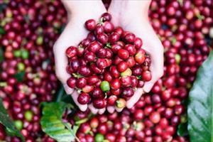 Xuất khẩu cà phê tăng mạnh ở 4 thị trường