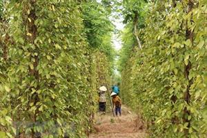 Đồng Nai: Dân ồ ạt chuyển trồng sầu riêng, diện tích hồ tiêu giảm mạnh