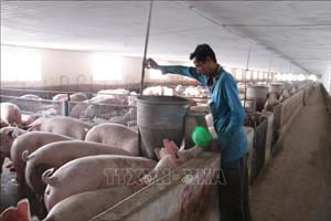 Thúc đẩy kinh tế tuần hoàn trong ngành chăn nuôi