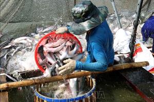Giá cá tra tăng cao, người nuôi lãi 3.000 - 4.000 đồng/kg