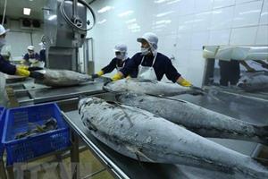 Năm 2023, cá ngừ Việt Nam chuyển hướng đột phá thị trường nhỏ
