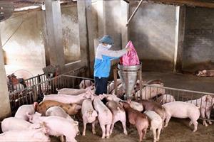 Giá thịt lợn thấp, ngành chăn nuôi làm gì trong cơn 'bão kép'?