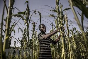 WTO tăng cường nỗ lực giải quyết khủng hoảng an ninh lương thực
