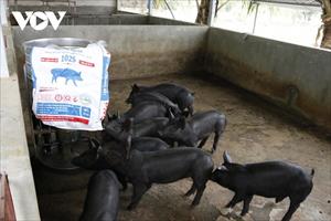 Giá lợn hơi giảm sâu khiến người chăn nuôi lo lắng