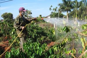 Rệp sáp tấn công nhiều vườn cà phê của người dân Đắk Nông