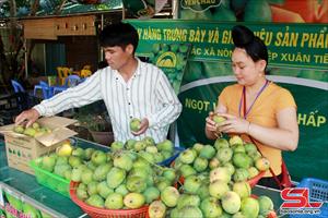 Sơn La: Nhiều giải pháp nâng cao chất lượng, tiêu thụ trái cây