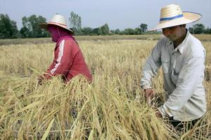 Sản lượng gạo tại châu Á dự báo giao tăng trong năm 2023