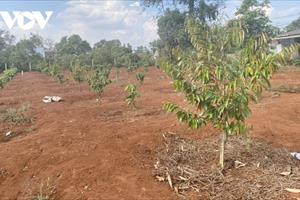 Ồ ạt nhổ bỏ cà phê để trồng sầu riêng ở Tây Nguyên