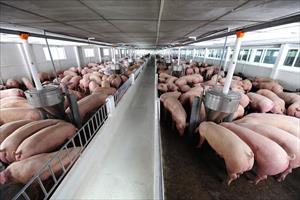Giá lợn hơi có nơi vượt 60.000 đồng/kg, người nuôi vẫn chưa thể vui