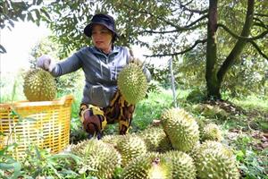 Lâm Đồng: Sầu riêng đầu mùa hút hàng, nhiều thương lái mua cả vườn