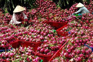 Chi phí logistics quá cao 'bóp' sức cạnh tranh nông sản Việt ra thế giới
