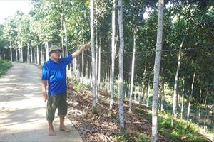 Lào Cai: Gian nan phát triển cây quế