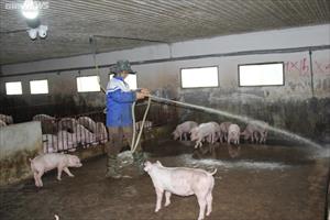 Giá heo hơi tăng cao, vì sao người chăn nuôi vẫn khó tái đàn?