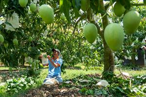 Đến năm 2025, Đồng Tháp phấn đấu có trên 500 ha cây ăn trái hữu cơ
