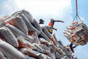 Giá gạo Indonesia dự kiến tăng mạnh sau lệnh cấm xuất khẩu gạo của Ấn Độ