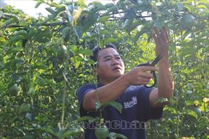 Nông dân Lai Châu đang tạo ra các sản phẩm nông nghiệp có giá trị kinh tế cao