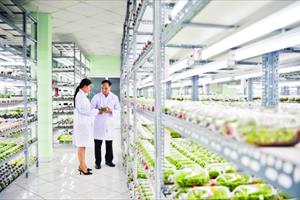 Thành phố Hồ Chí Minh hướng đến nền nông nghiệp hiện đại