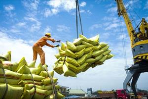 Cơ hội xuất khẩu gạo chưa từng có cho Việt Nam