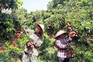 Bắc Giang: Cấp mới 43 mã số vùng trồng vải thiều xuất khẩu