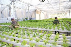 Hướng tới nền nông nghiệp xanh, an toàn và hiệu quả kinh tế cao
