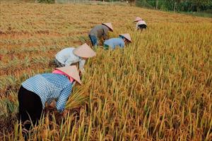 Giá gạo Việt Nam tăng lên mức kỷ lục, khả năng còn tăng tiếp