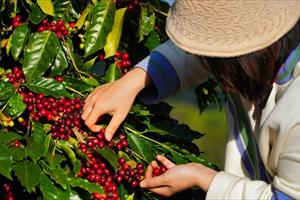 Kon Tum tăng diện tích trồng cà phê xứ lạnh, xuất khẩu đi châu Âu