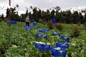 Tín hiệu vui trong liên kết tiêu thụ nông sản ở Đắk Nông
