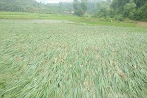 Hàm Yên mưa lớn, nhiều diện tích cây trồng bị thiệt hại