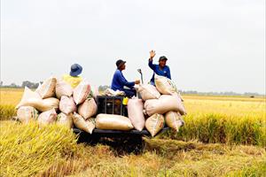 Giá lúa gạo toàn cầu leo thang, Việt Nam dư 7-8 triệu tấn gạo xuất khẩu