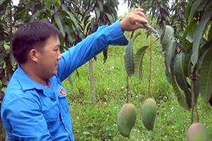 Điện Biên phát triển vùng chuyên canh cây ăn quả