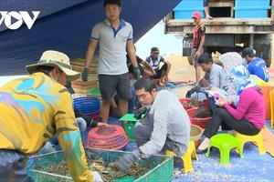 Tìm giải pháp phát triển chuỗi tôm hùm bền vững ở Nam Trung Bộ