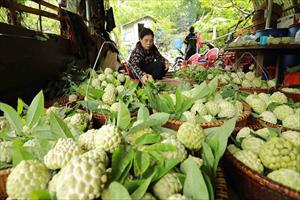 Lạng Sơn: Quảng bá, tiêu thụ na và các sản phẩm OCOP Chi Lăng