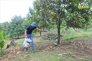 Nông dân Đắk Nông phục hồi sầu riêng sau thu hoạch