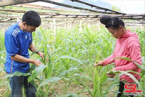 Sơn La phát huy vai trò của các hợp tác xã nông nghiệp