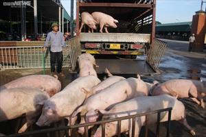 Người chăn nuôi ngại tái đàn, liệu cuối năm có thiếu thịt lợn?