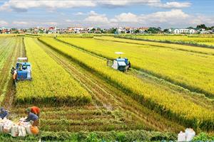 Việt Nam đẩy mạnh giảm phát thải trong sản xuất lúa gạo