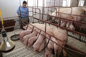 Phát triển đàn lợn nái, thúc đẩy tái đàn