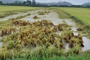 Hà Nam mưa lớn đã gây ngập úng cho phần lớn diện tích đất sản xuất nông nghiệp