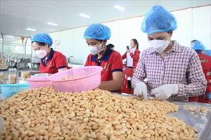 Dự báo xuất khẩu điều tăng mạnh, Vinacas cảnh báo về an toàn thực phẩm