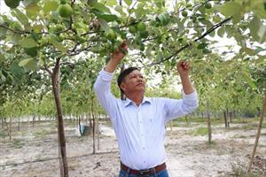 Gặp người xây dựng thương hiệu cho cây táo ở Cam Thành Nam