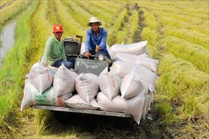 Cả nước có 170 thương nhân đủ điều kiện kinh doanh xuất khẩu gạo