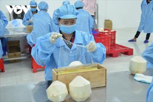 Trái dừa sẵn sàng xuất khẩu chính ngạch sang thị trường Trung Quốc